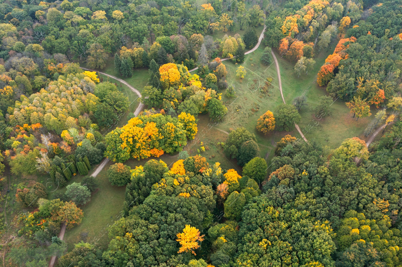 Image of Aerial view of beautiful forest on autumn day