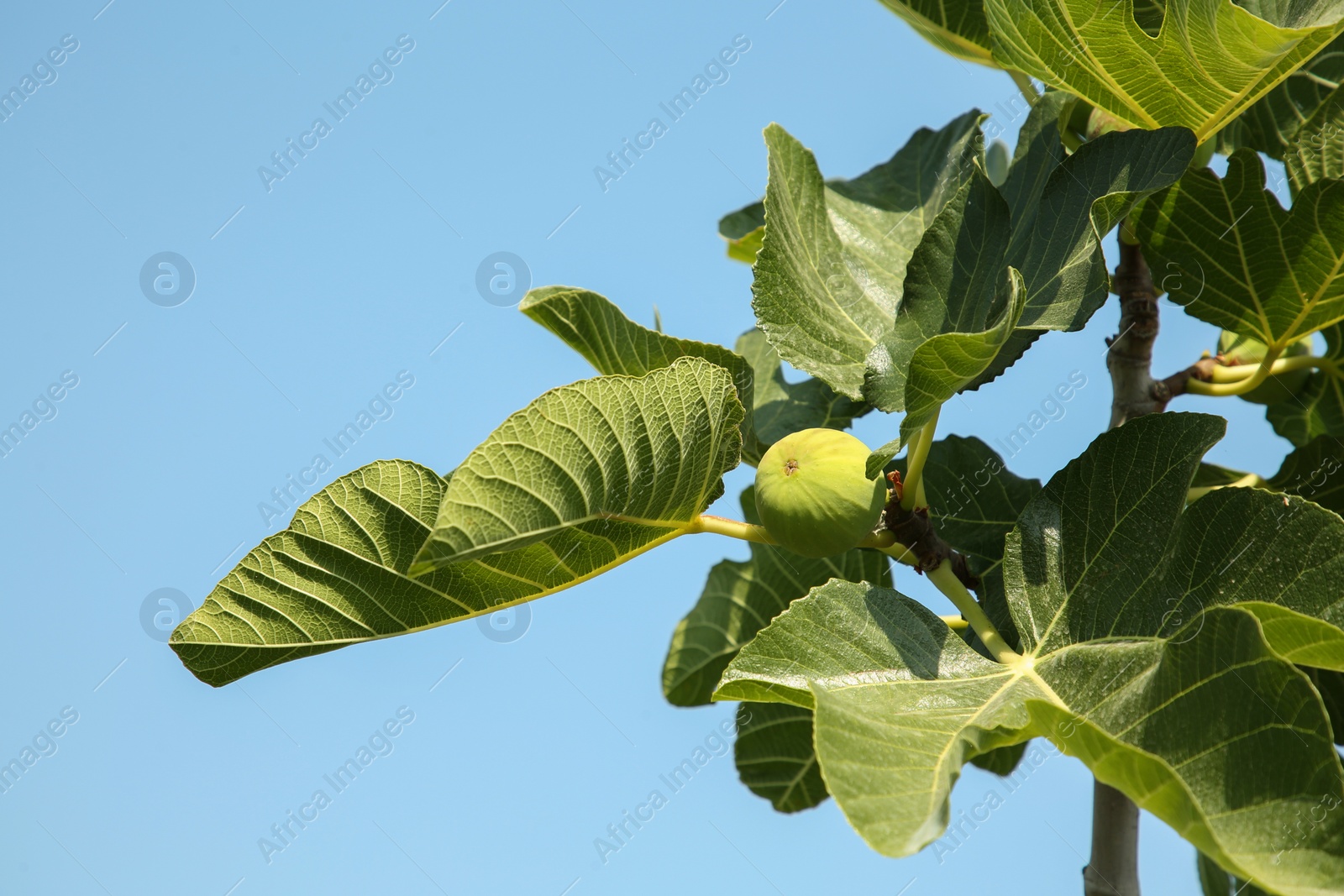 Photo of Unripe figs growing on tree against sky outdoors