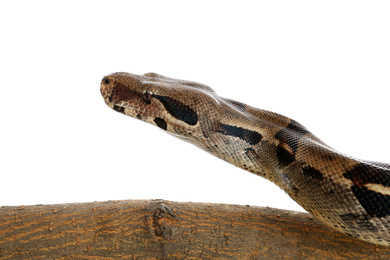 Brown boa constrictor on tree branch against white background