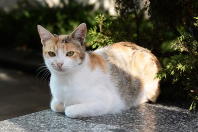 Photo of Beautiful stray cat sitting on stone parapet outdoors. Homeless pet