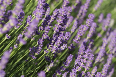 Beautiful blooming lavender plants in field on sunny day, closeup