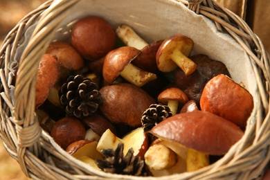 Photo of Brown boletus mushrooms and cones in basket, closeup