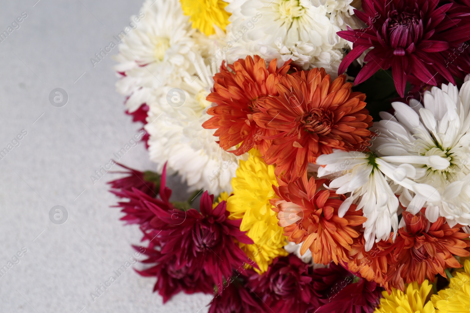 Photo of Many beautiful colorful chrysanthemum flowers on light grey table, closeup