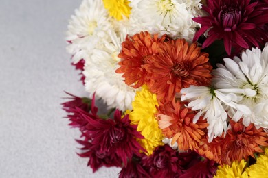 Many beautiful colorful chrysanthemum flowers on light grey table, closeup