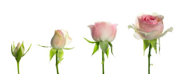 Image of Blooming stages of beautiful rose flower on white background