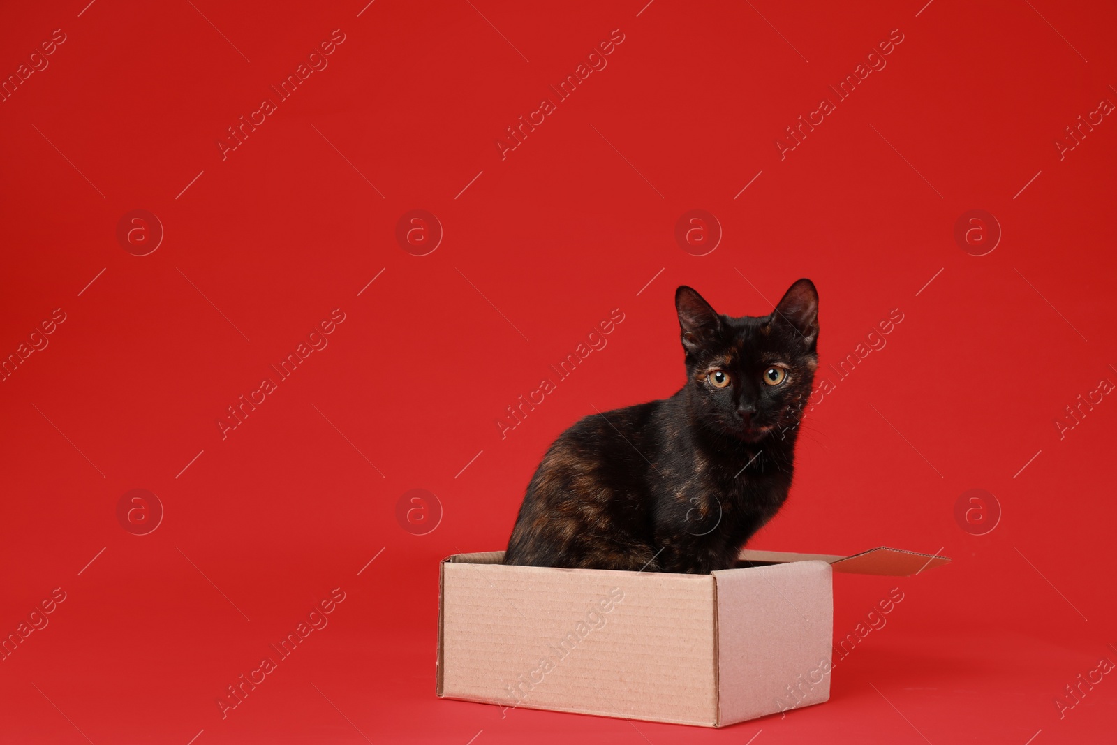 Photo of Cute black cat sitting in cardboard box on red background
