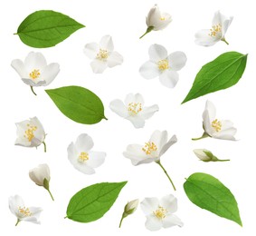 Image of Set with beautiful tender jasmine flowers and green leaves on white background 