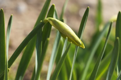 Photo of Daffodil plant growing in garden on sunny day, closeup