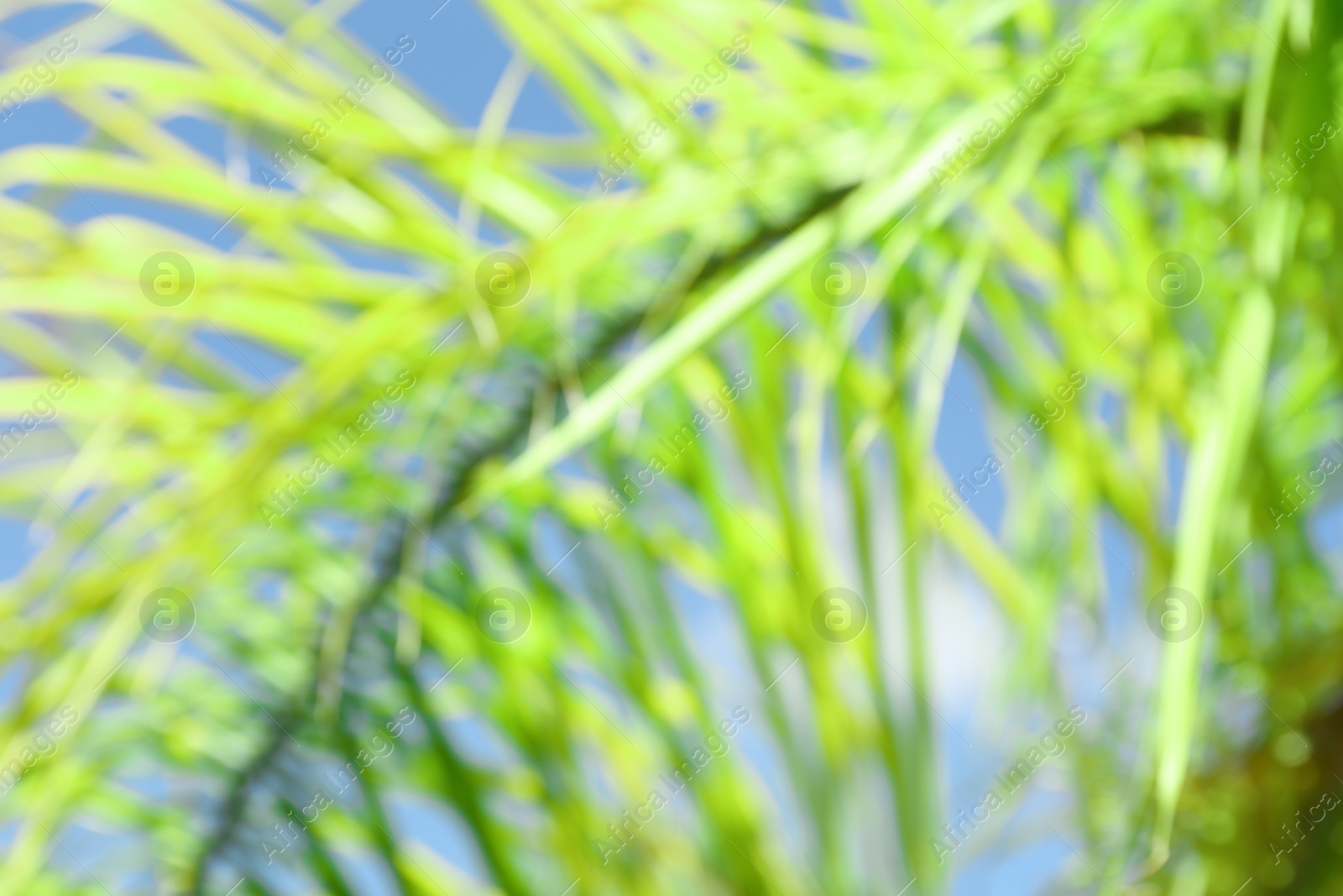 Photo of Blurred view of palm tree with lush green leaves