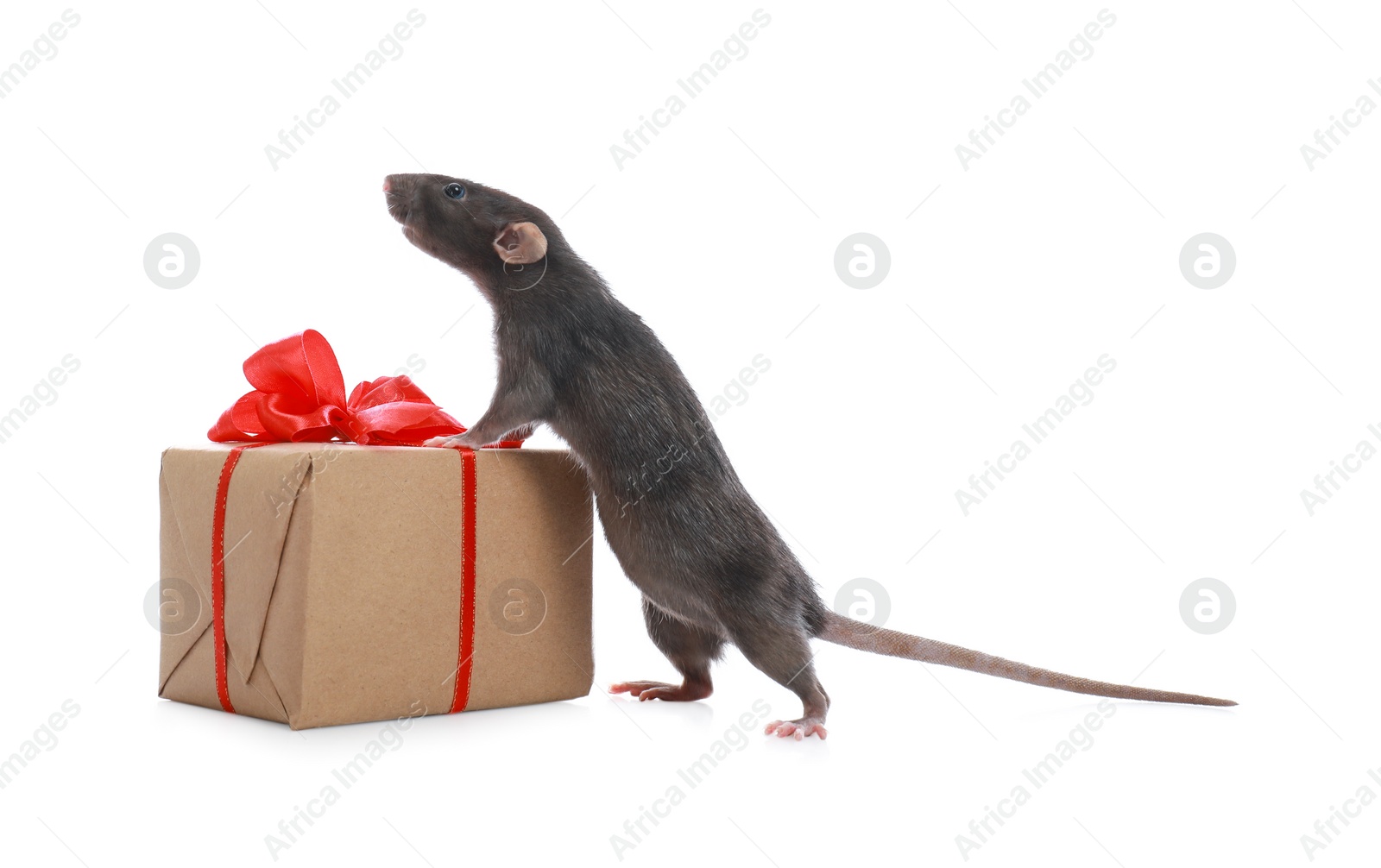 Photo of Cute little rat and gift box on white background. Chinese New Year symbol