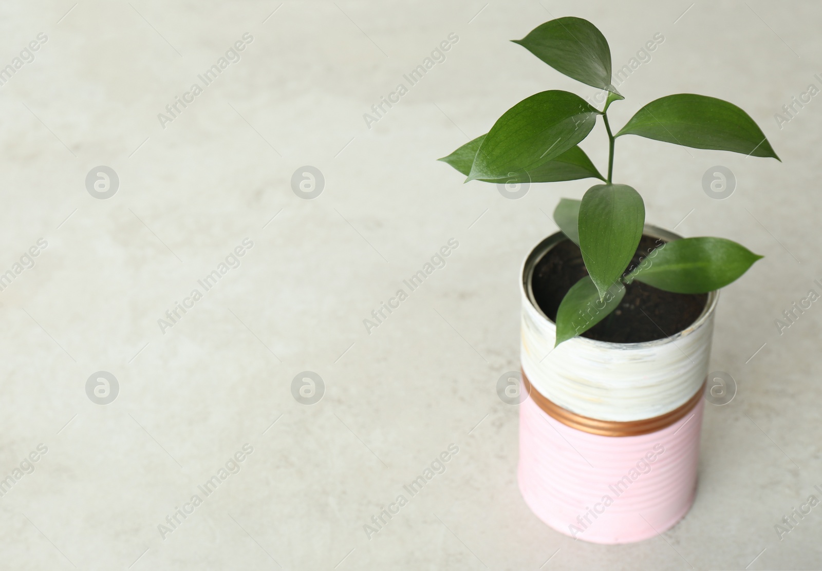 Photo of Beautiful houseplant in color tin can on light grey stone table. Space for text