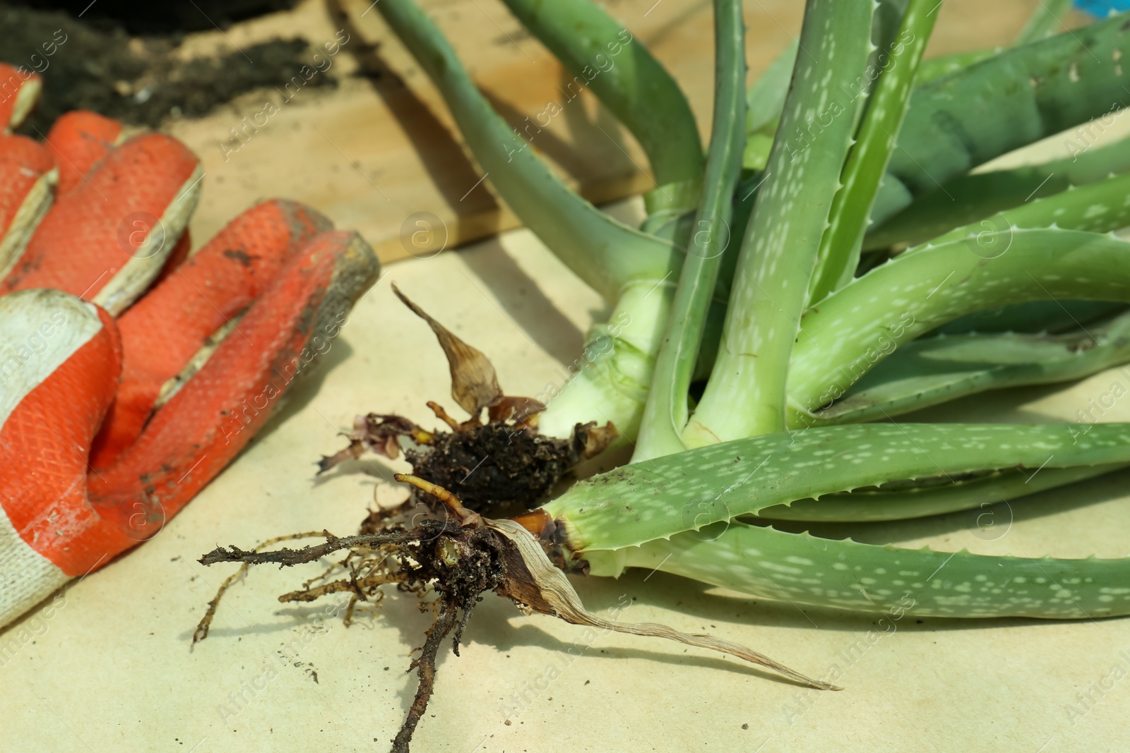 Photo of Aloe vera plants and gardening gloves on table, closeup