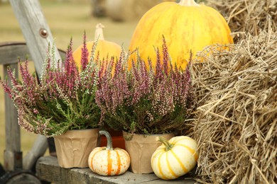 Beautiful heather flowers in pots, pumpkins and hay in wooden cart outdoors