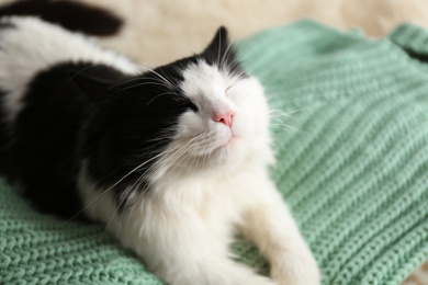 Cute cat relaxing on green knitted fabric. Lovely pet