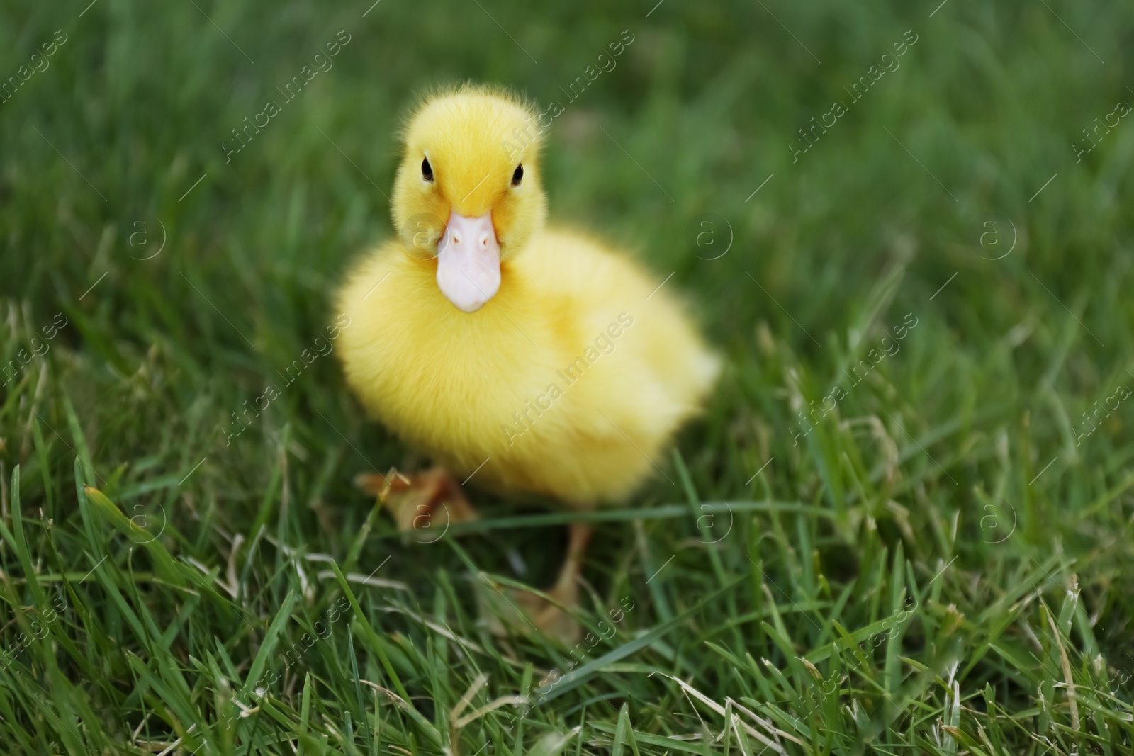 Photo of Cute fluffy gosling on green grass outdoors. Farm animal