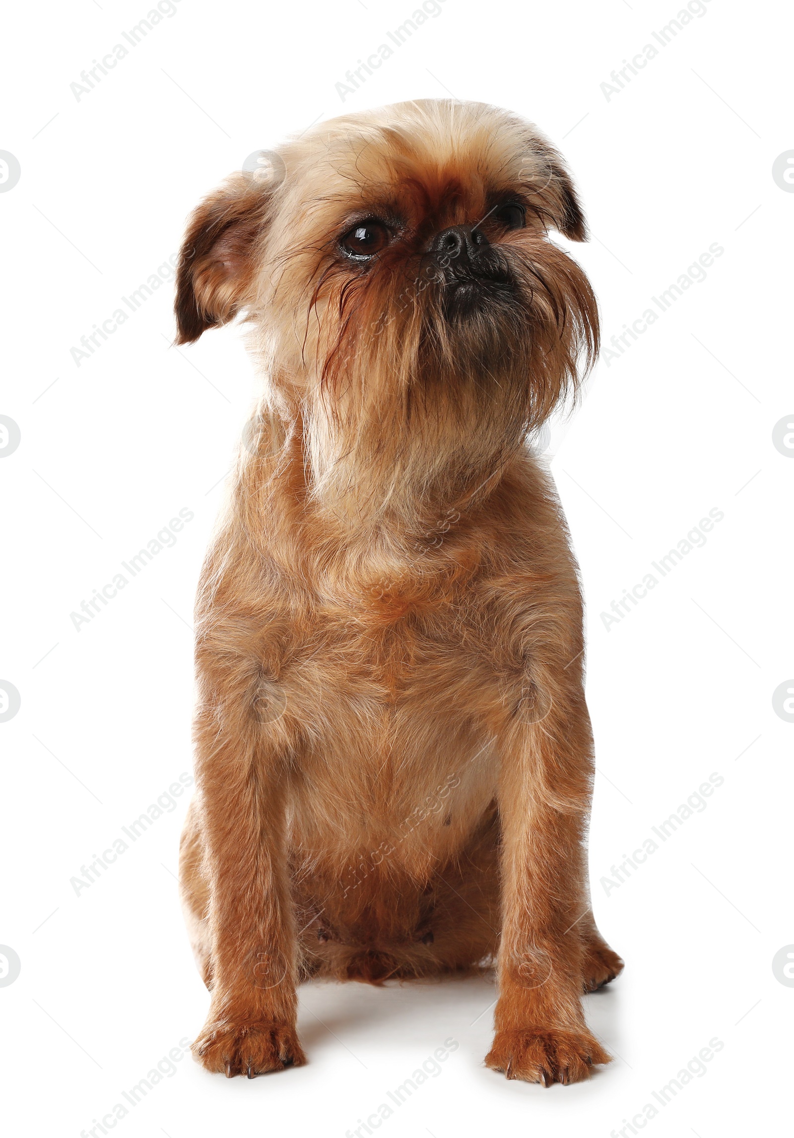 Photo of Studio portrait of funny Brussels Griffon dog looking into camera on white background