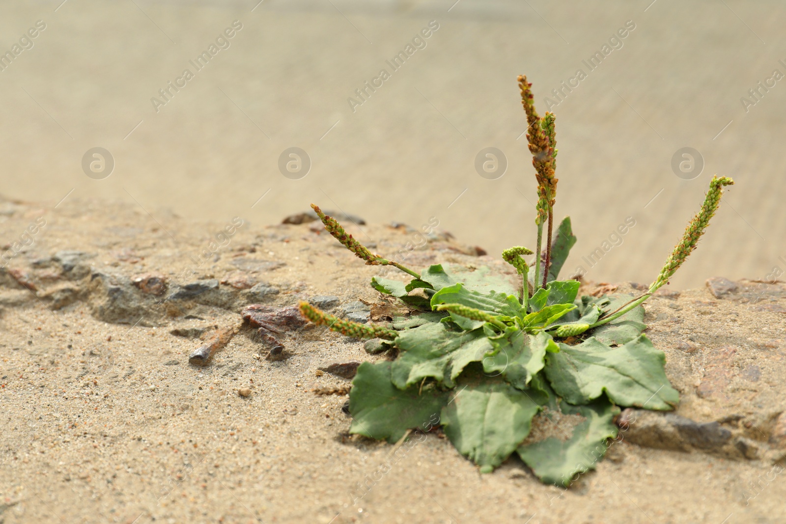 Photo of Broadleaf plantain growing in dry ground near pavement on sunny day, space for text. Hope concept