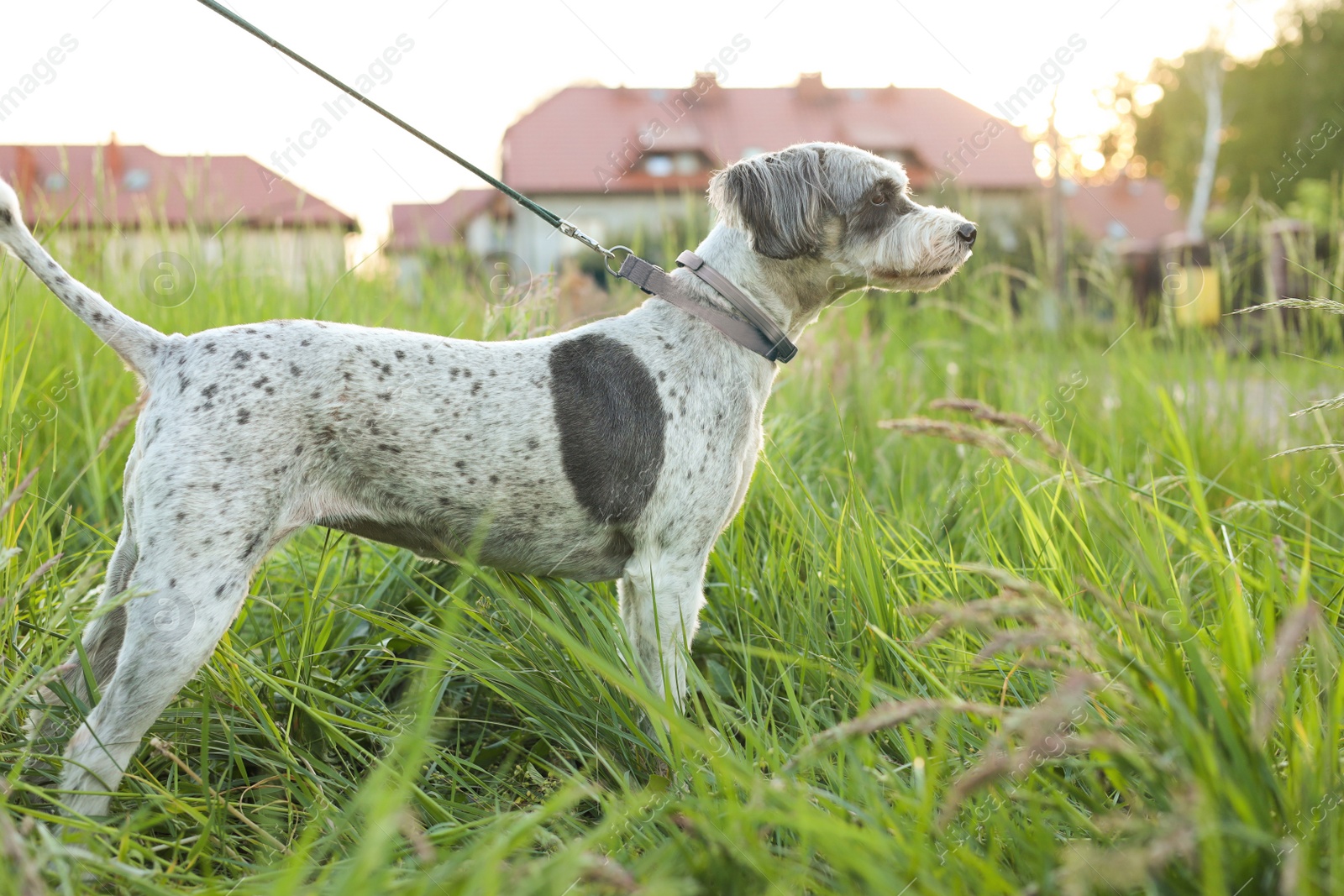 Photo of Cute dog with leash in green grass outdoors