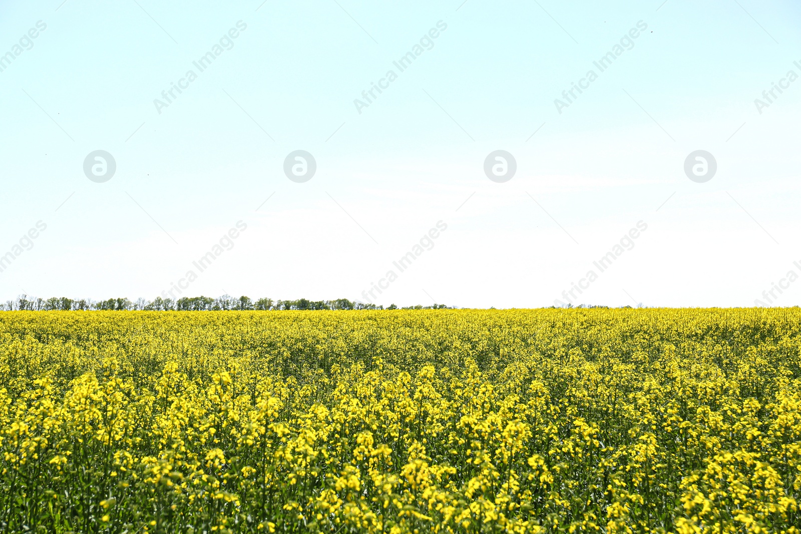 Photo of Beautiful view of blooming rapeseed field on sunny day