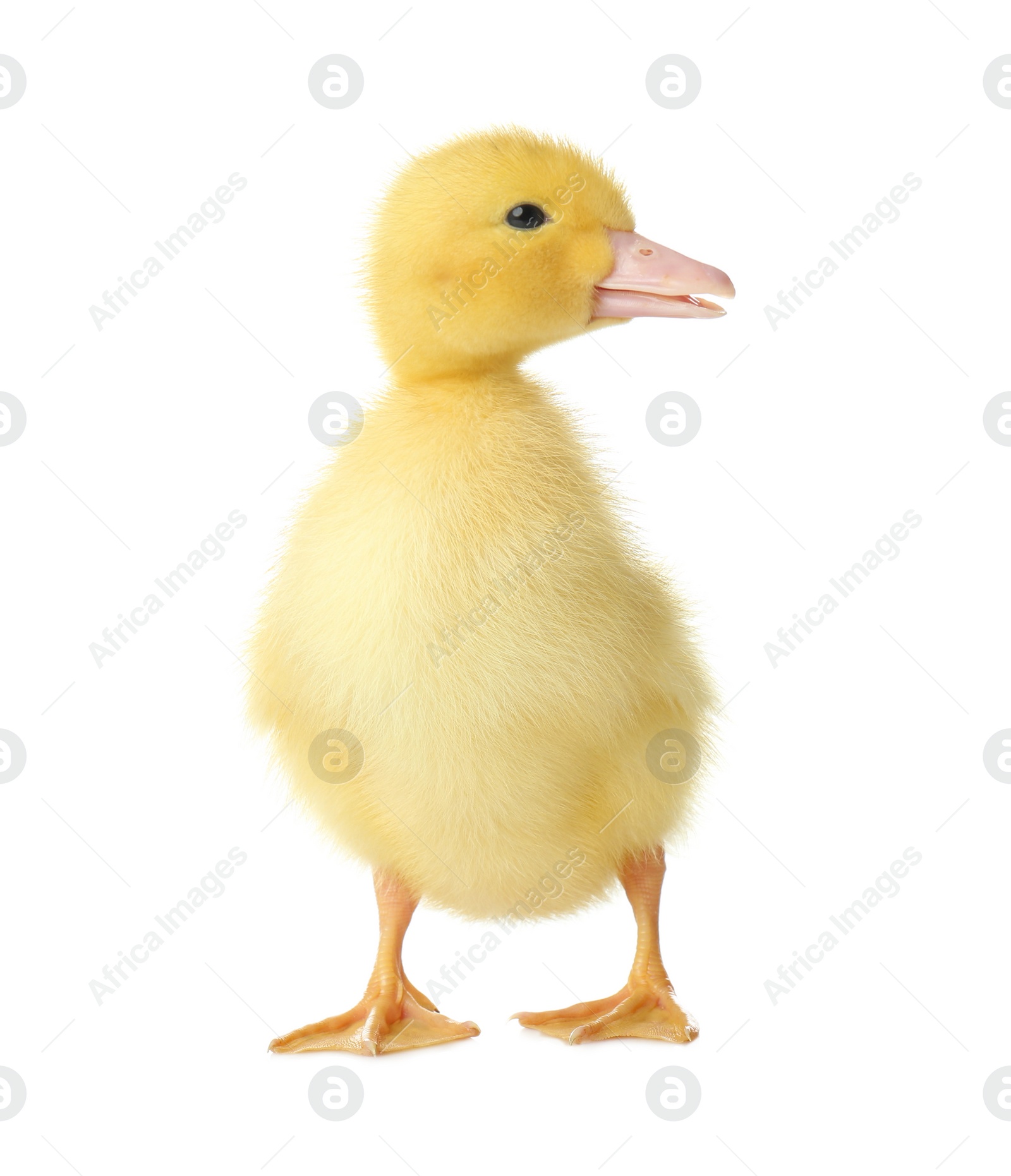 Photo of Cute fluffy gosling on white background. Farm animal