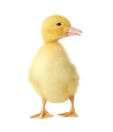 Cute fluffy gosling on white background. Farm animal