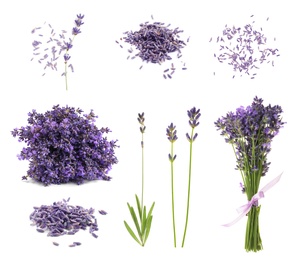 Set of lavender flowers on white background