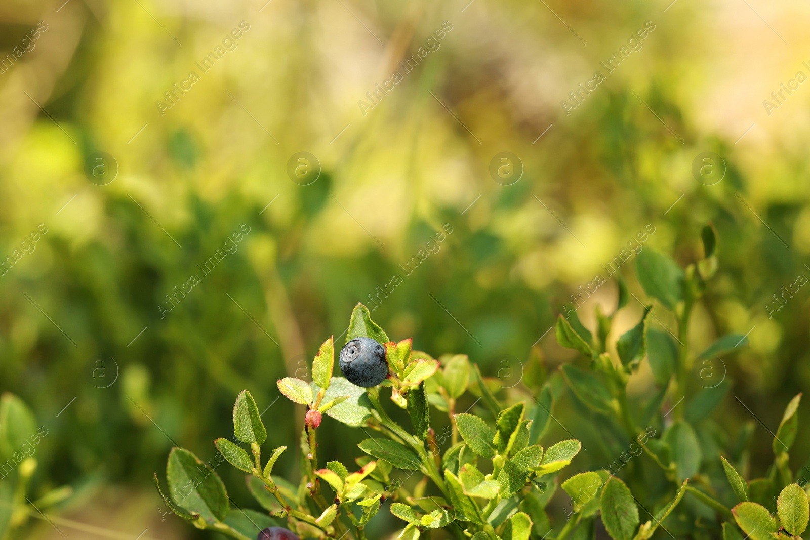 Photo of One bilberry growing in forest, space for text. Seasonal berries