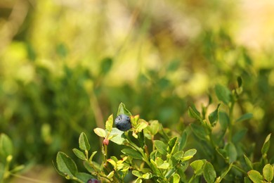 One bilberry growing in forest, space for text. Seasonal berries