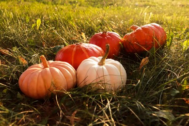 Photo of Many ripe pumpkins among green grass outdoors