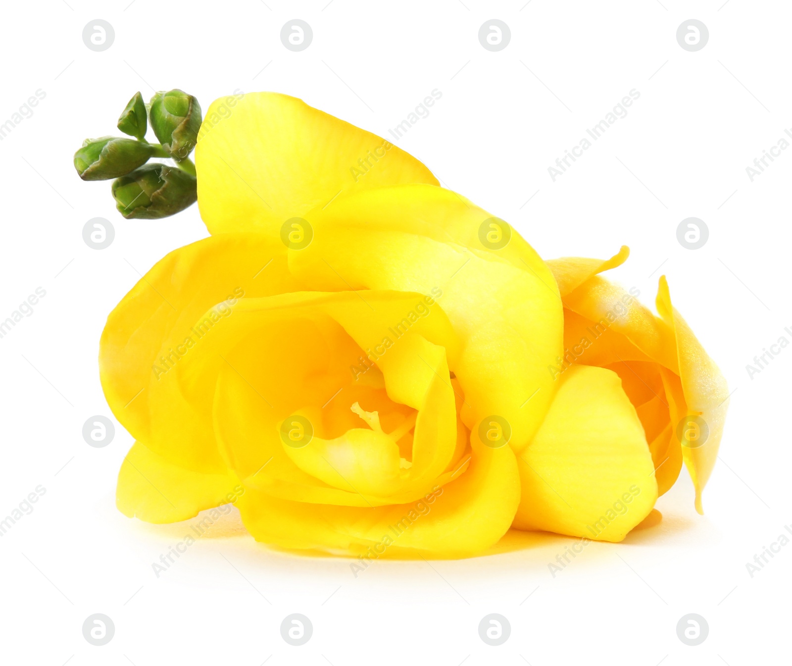 Photo of Beautiful freesia with fragrant flowers on white background