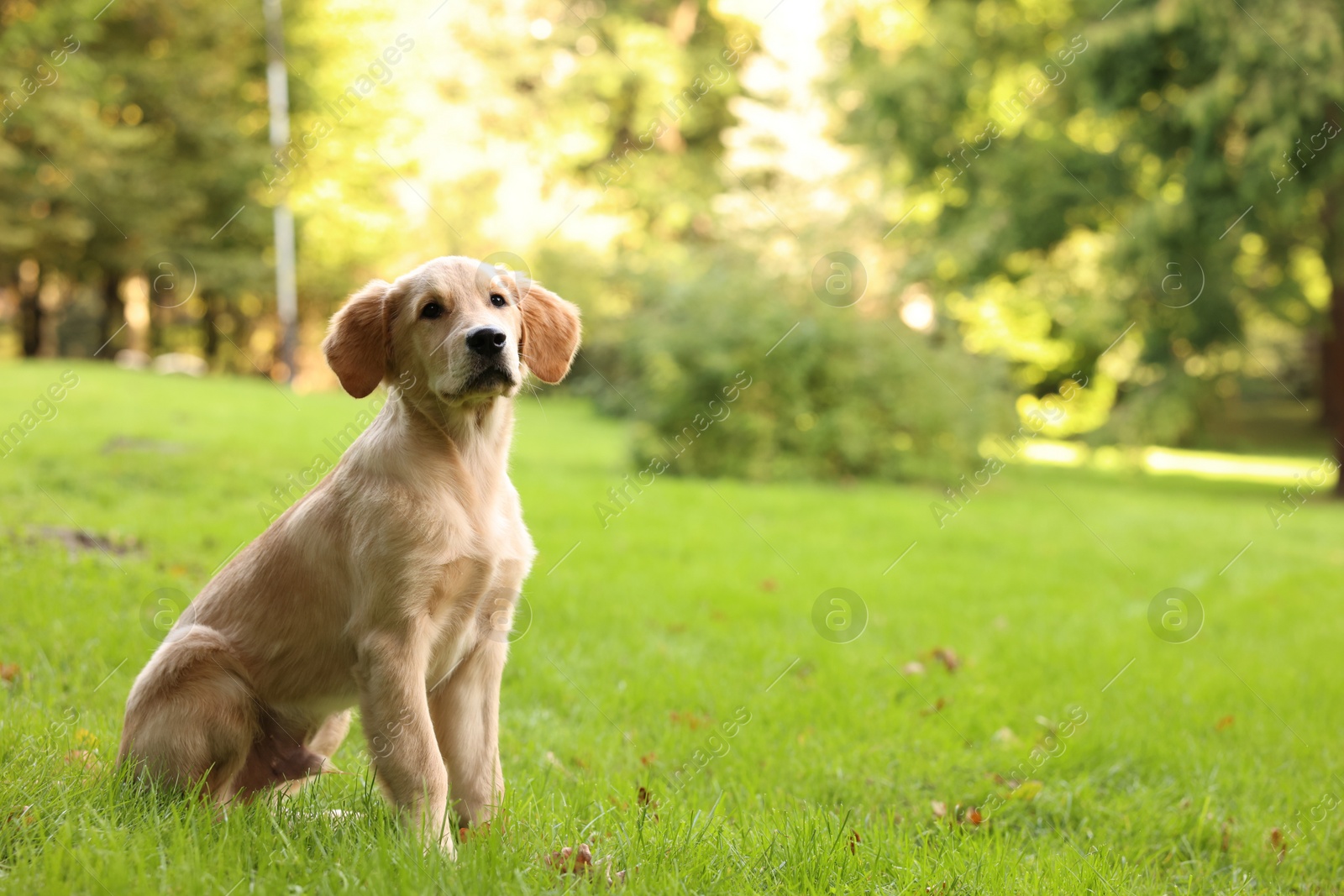 Photo of Cute Labrador Retriever puppy sitting on green grass in park, space for text