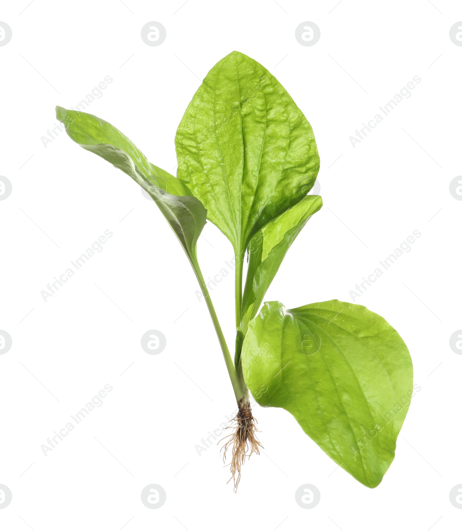 Photo of Broadleaf plantain on white background. Medicinal herb