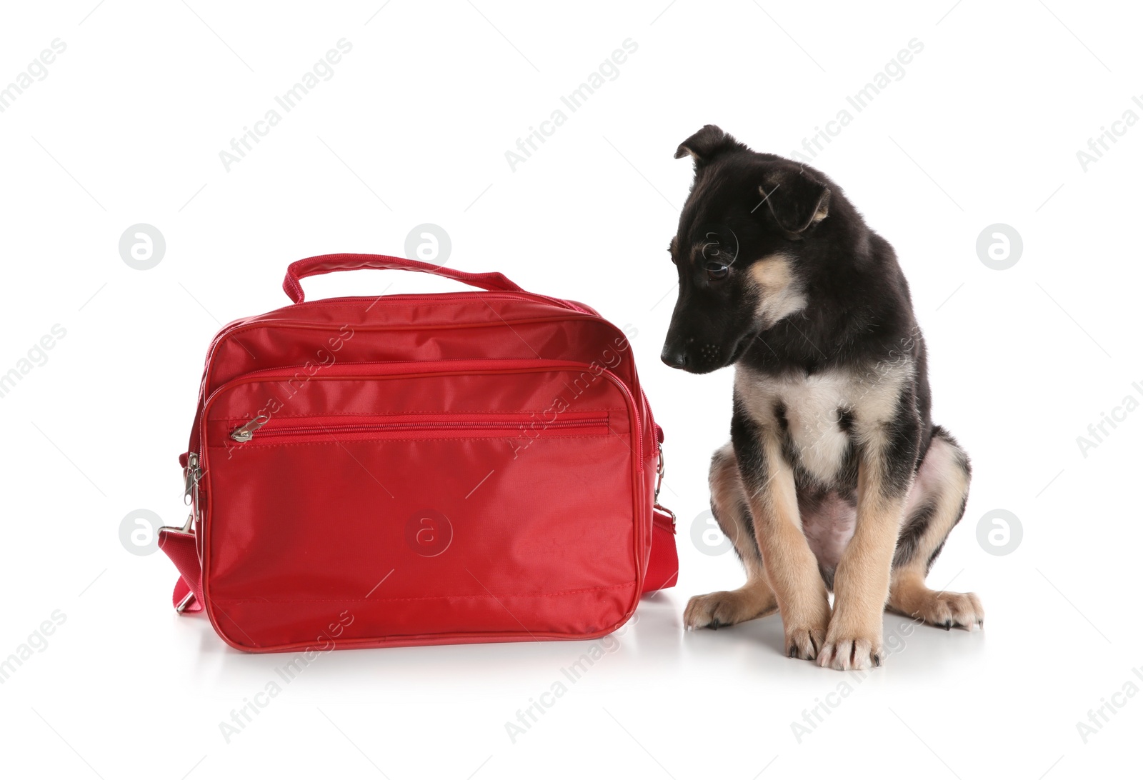 Photo of Cute puppy with first aid kit on white background