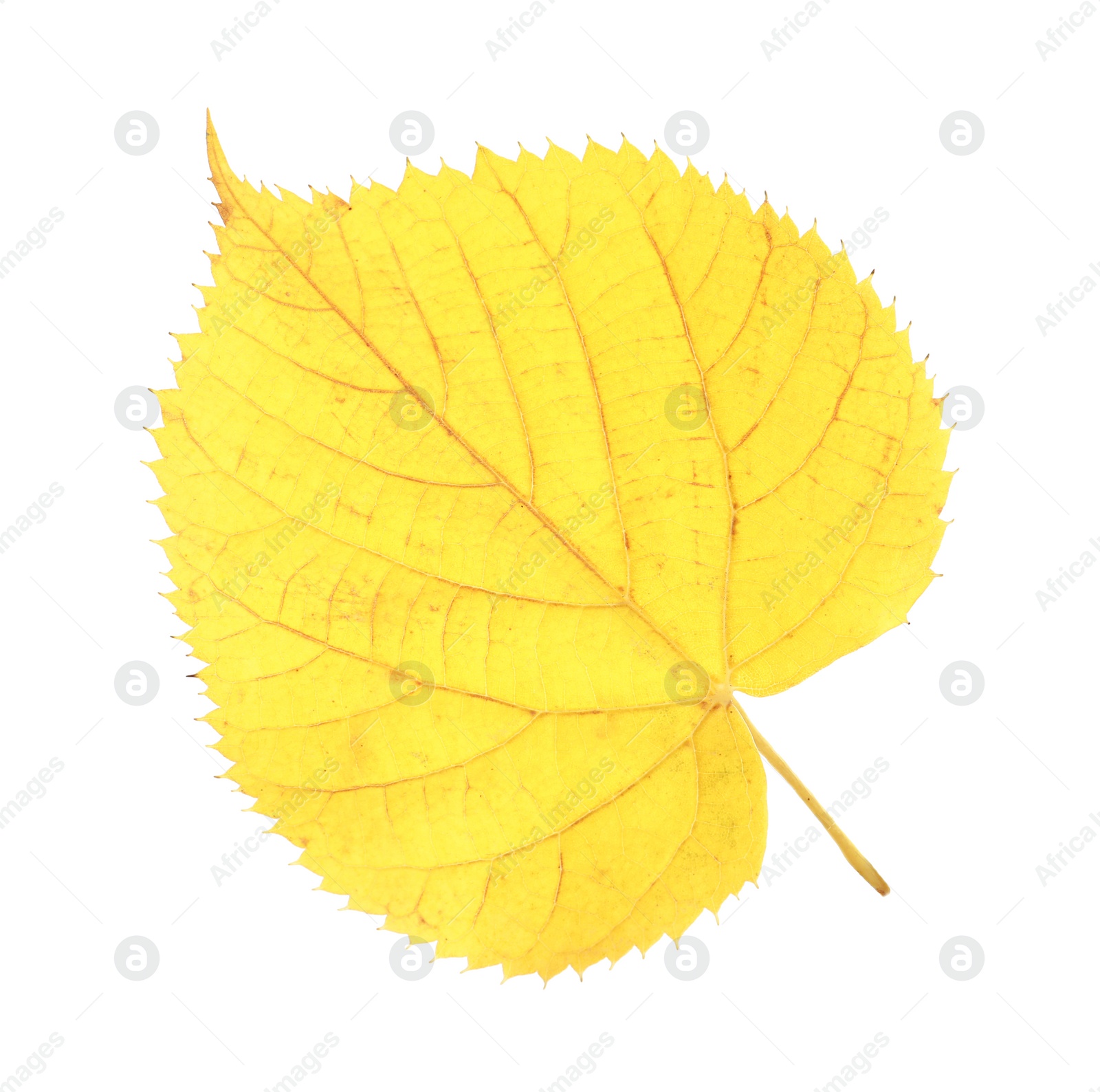 Photo of Beautiful autumn leaf on white background. Fall foliage