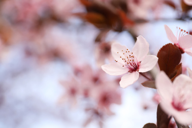 Closeup view of blossoming tree outdoors on spring day