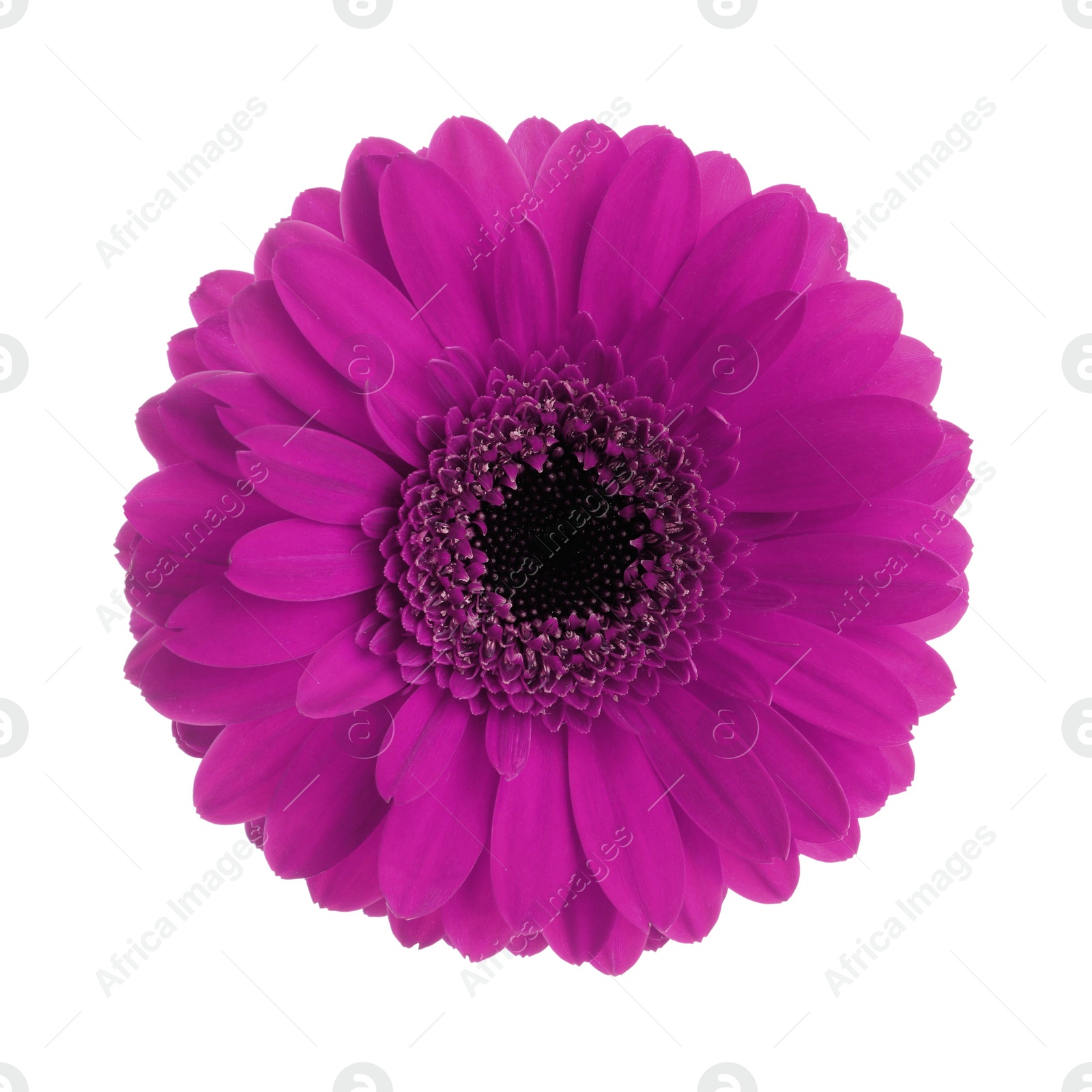 Image of Beautiful purple gerbera flower on white background