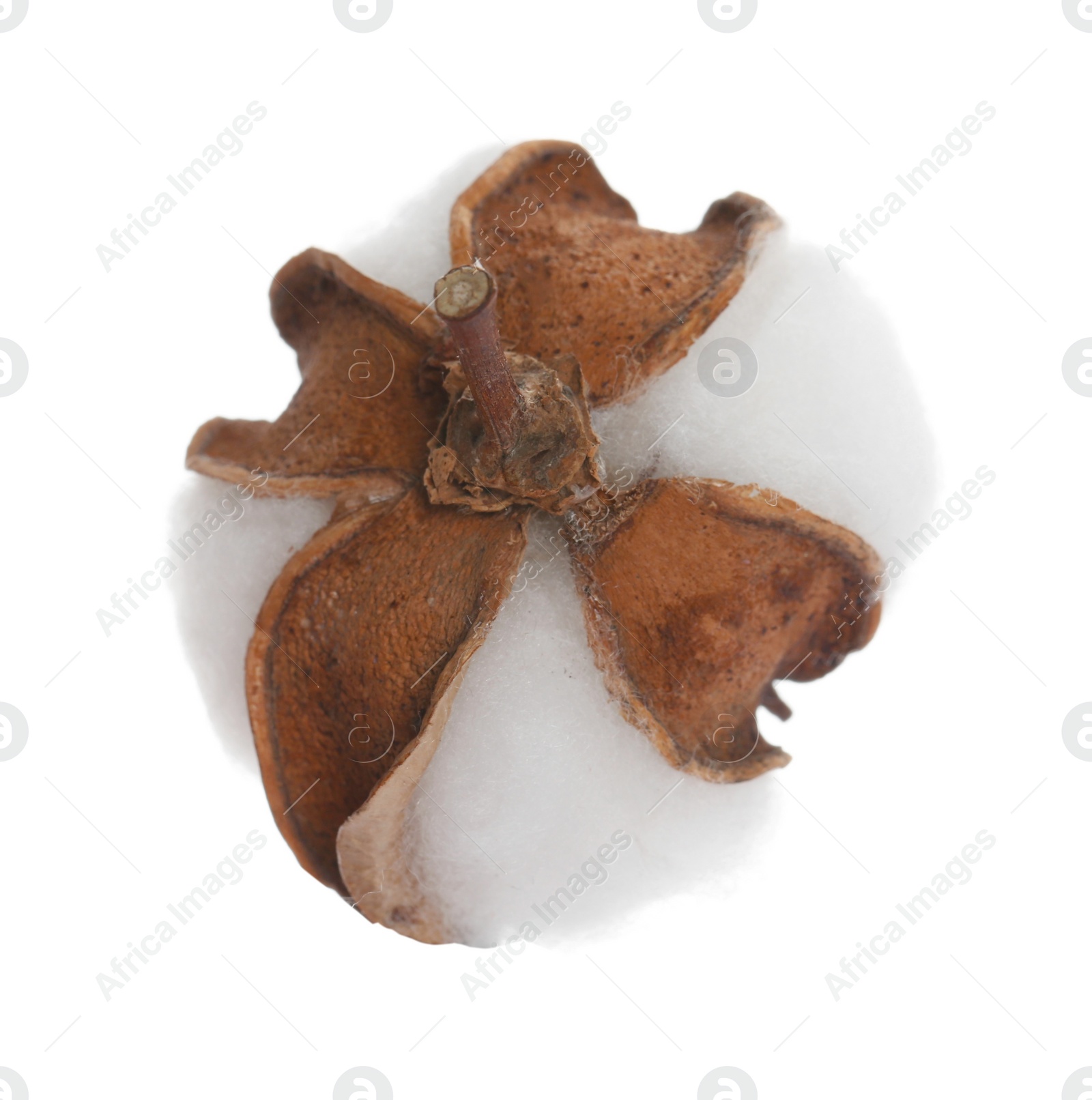 Beautiful fluffy cotton flower isolated on white Photo of Beautiful fluffy cotton flower isolated on white