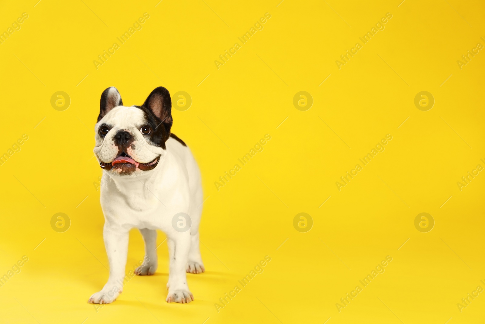 Photo of French bulldog on yellow background. Space for text