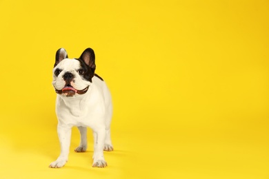 French bulldog on yellow background. Space for text