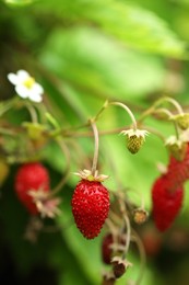 Photo of Small wild strawberries growing outdoors. Seasonal berries