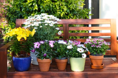 Many different beautiful blooming plants in flowerpots on wooden bench outdoors