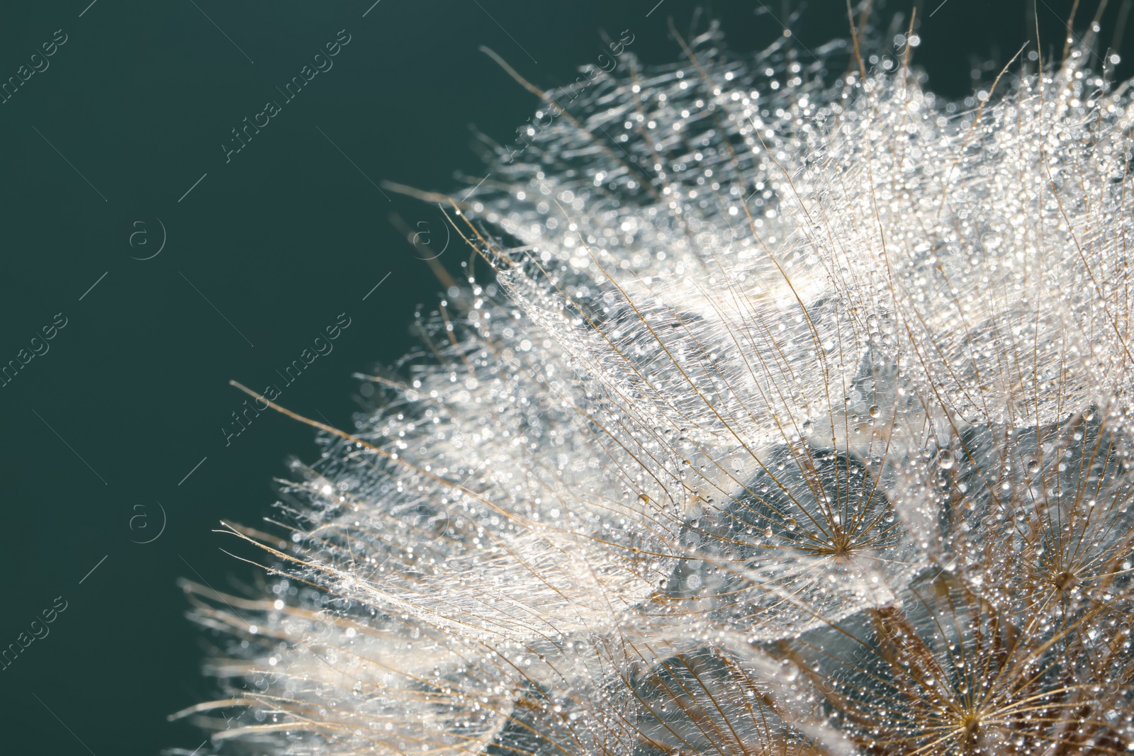 Photo of Beautiful fluffy dandelion flower with water drops on green background, closeup