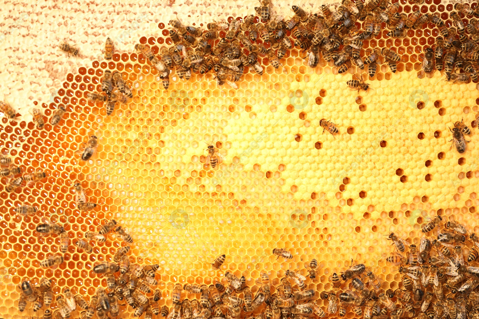 Photo of Honeycomb with bees as background, top view