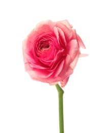 Photo of Beautiful ranunculus flower on white background