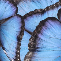 Image of Beautiful morpho butterfly wings as background, closeup