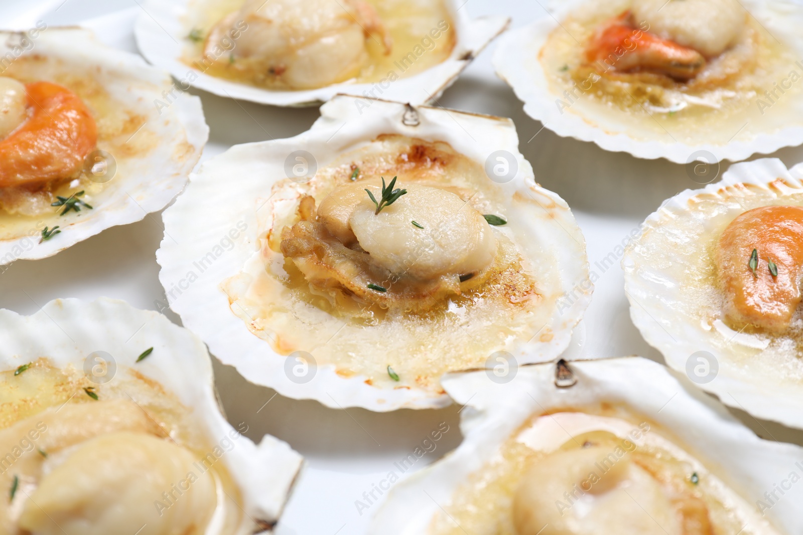 Photo of Fried scallops in shells on plate, closeup