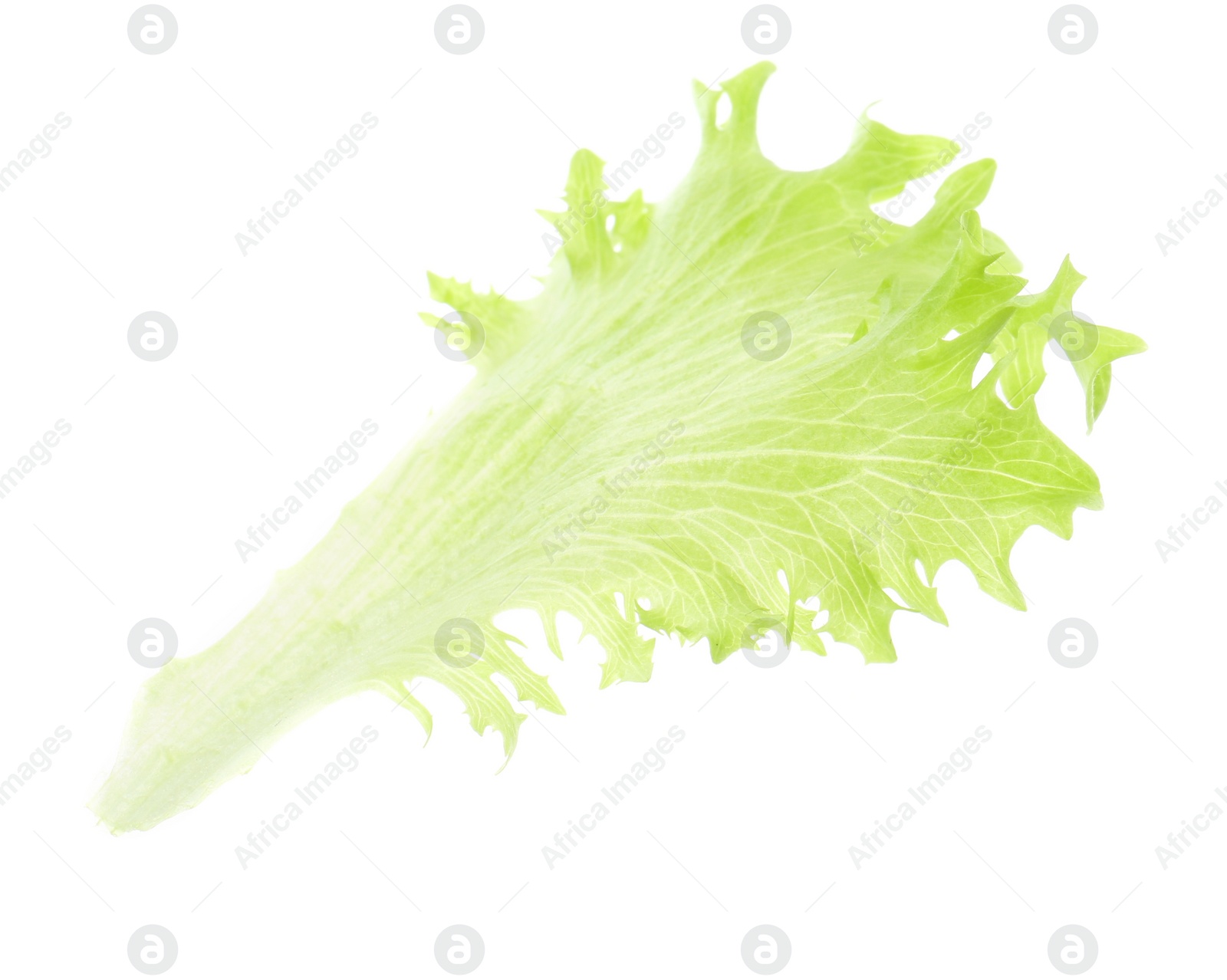 Photo of Leaf of fresh lettuce for burger isolated on white