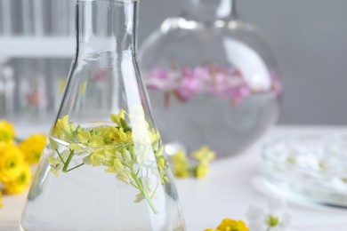 Photo of Flask with flowers in laboratory, closeup. Extracting essential oil for perfumery and cosmetics