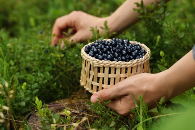 Photo of Woman picking up bilberries in forest, closeup