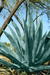 Beautiful Agave plant growing outdoors on sunny day